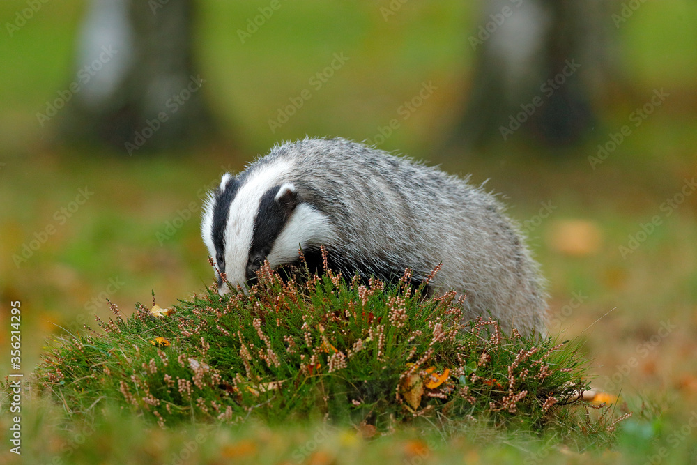 Obraz premium Badger in the forest, animal in nature habitat, Germany, Europe. Wild Badger, Meles meles, animal in wood. Mammal in environment, rainy day. Wildlife nature.
