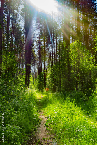 Summer nature background with sun beam . Green landscape . Sunny forest early in the morning