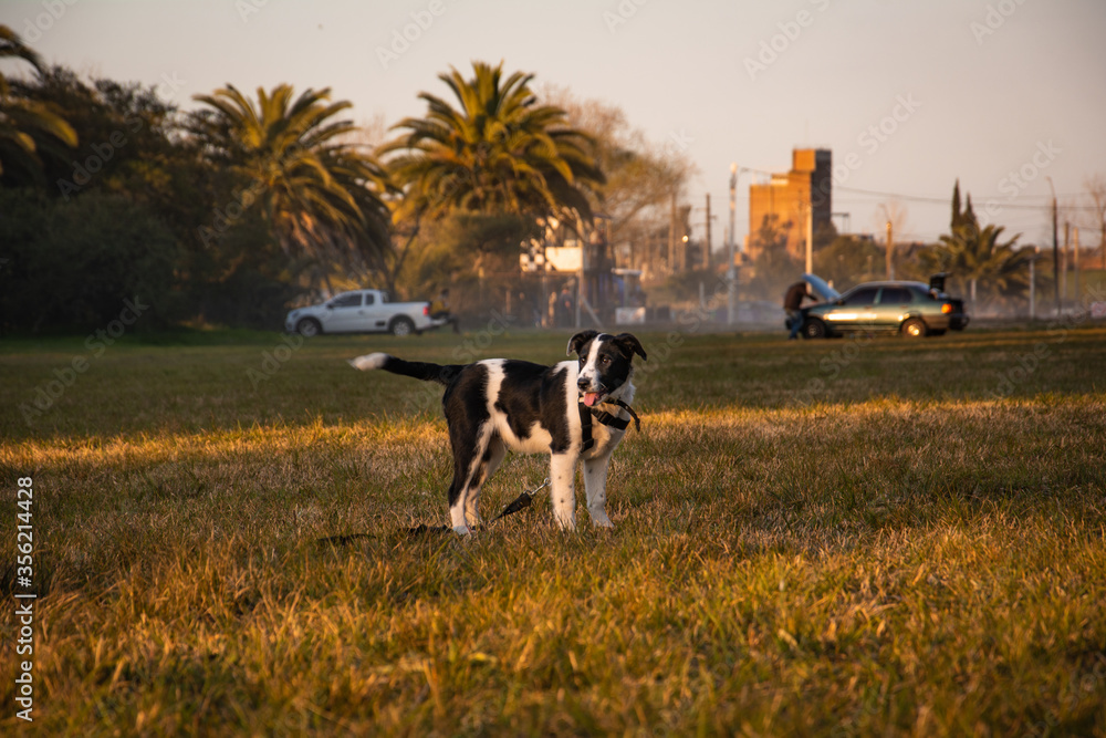 Perro paseando en un parque