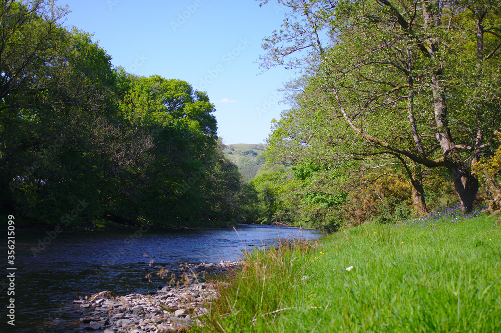 river with bluebells on the banks river with bluebells on the banks