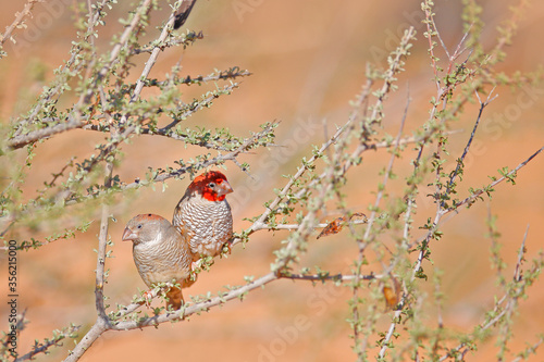 Red-headed paradise finch, Amadina erythrocephala, in the nature habitat. Weaver pair sitting on the branch in the bushes, bird from Namibia, sunny day in Africa. Wildlife scene from nature. photo