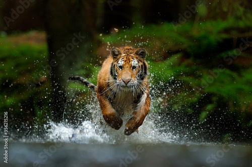 Fotografia Amur tiger playing in the water, Siberia