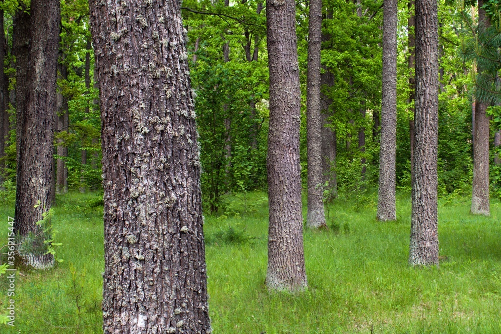 Fototapeta premium trunks of oak trees in the green forest