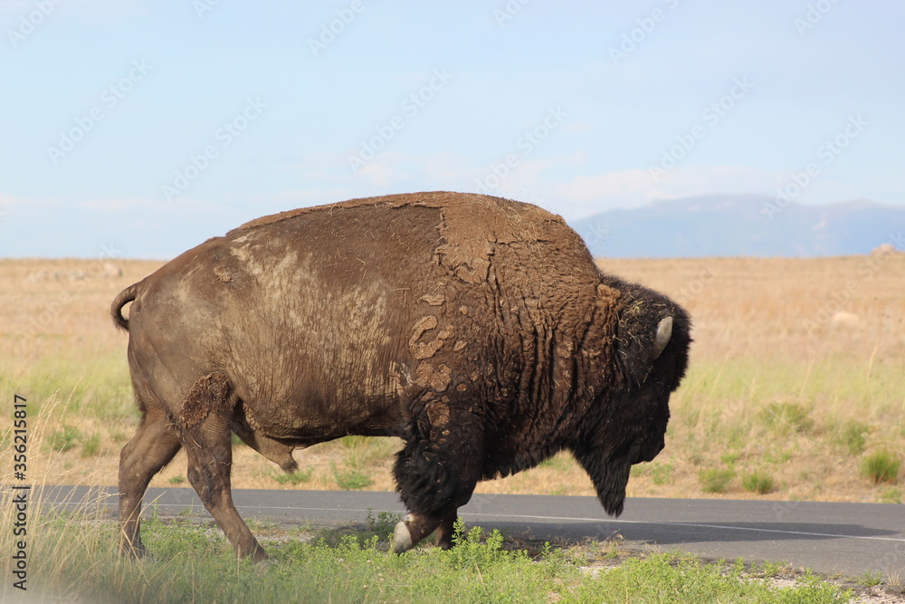 Bison crossing a road Bison crossing a road