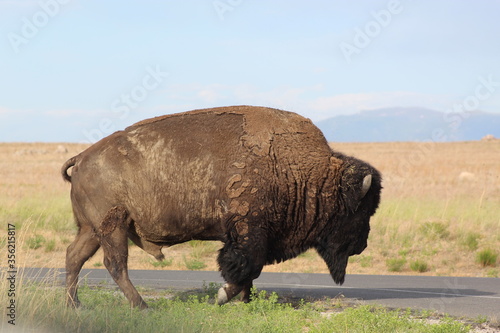Bison crossing a road