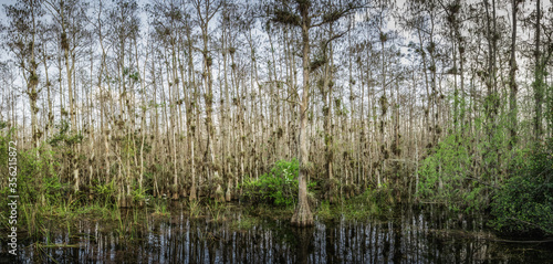 Big Cypress National Preserve, Florida