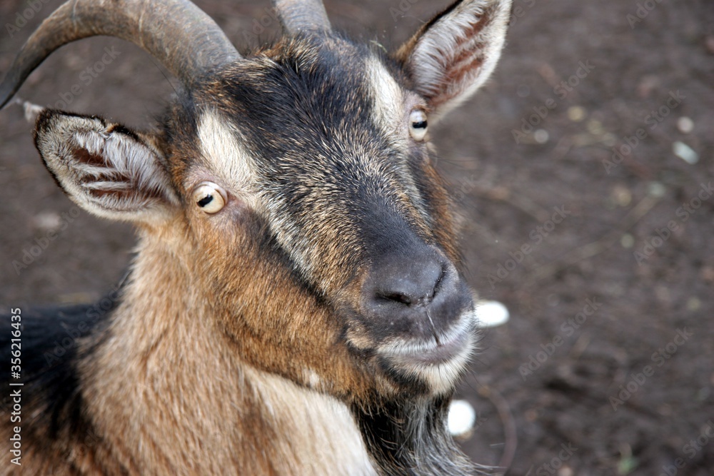 Junger Ziegenbock