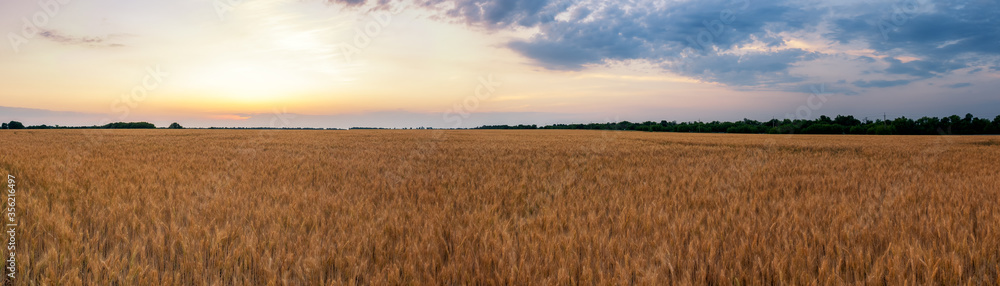ears of wheat grow on a farm outside the city
