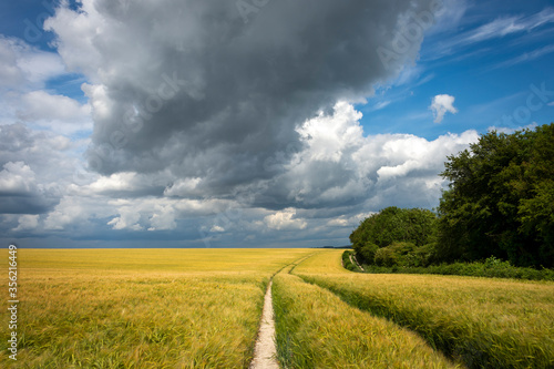 Dark stormy sky above a wheat field