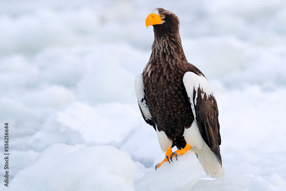 Steller's sea eagle, Haliaeetus pelagicus, bird with white snow, Hokkaido, Japan. Wildlife action behavior scene from nature. Eagle sitting on the ice lake. Steller's sea eagle, Haliaeetus pelagicus, bird with white snow, Hokkaido, Japan. Wildlife action behavior scene from nature. Eagle sitting on the ice lake.