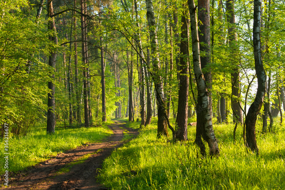 A muddy road through a mixed tree forest at sunrise during spring with rays and shadows. Concepts: nature, spring, summer, green, fresh A muddy road through a mixed tree forest at sunrise during spring with rays and shadows. Concepts: nature, spring, summer, green, fresh