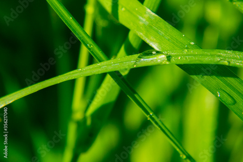 Fresh juicy young grass in droplets of morning dew a in summer