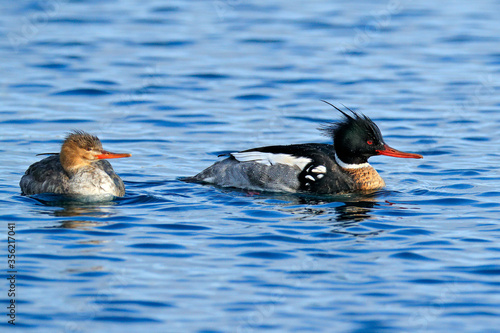 Red-breasted merganser, Mergus serrator, water bird diving duck, one of sawbills, male and female - pair. Merganser, ocean surface, blue water. Sea bird in Hokkaido, Japan. Wildlife scene from nature. photo