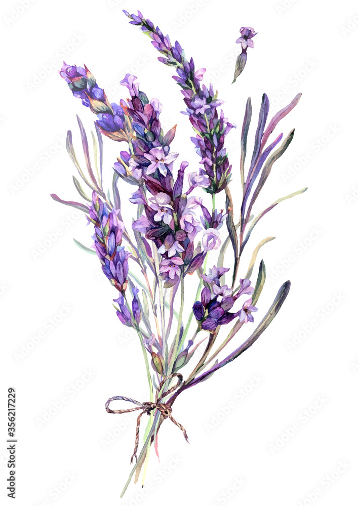 Watercolor Illustration of Lavender Bouquet - obrazy, fototapety, plakaty 