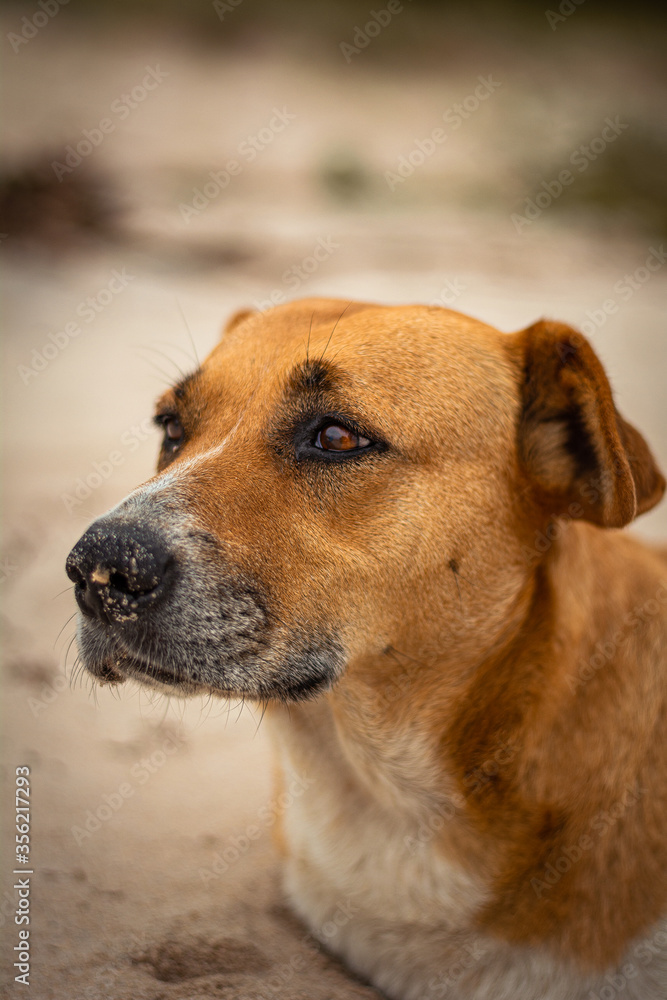 Retrato de un perro con una mirada pensativa Retrato de un perro con una mirada pensativa