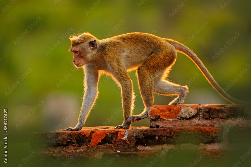 Toque macaque, Macaca sinica, monkey with evening sun, sitting on zhe tree branch. Macaque in nature habitat, Wilpattu NP, Sri Lanka. Wildlife scene from Asia. Beautiful forest in background.