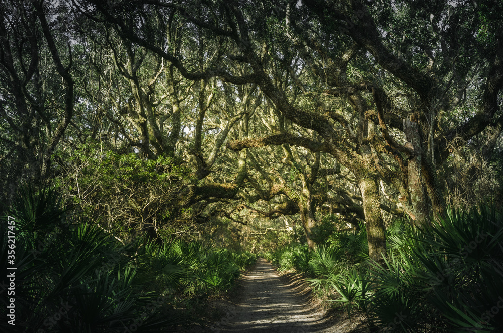 Maritime forest at Cumberland Island, Georgia Maritime forest at Cumberland Island, Georgia