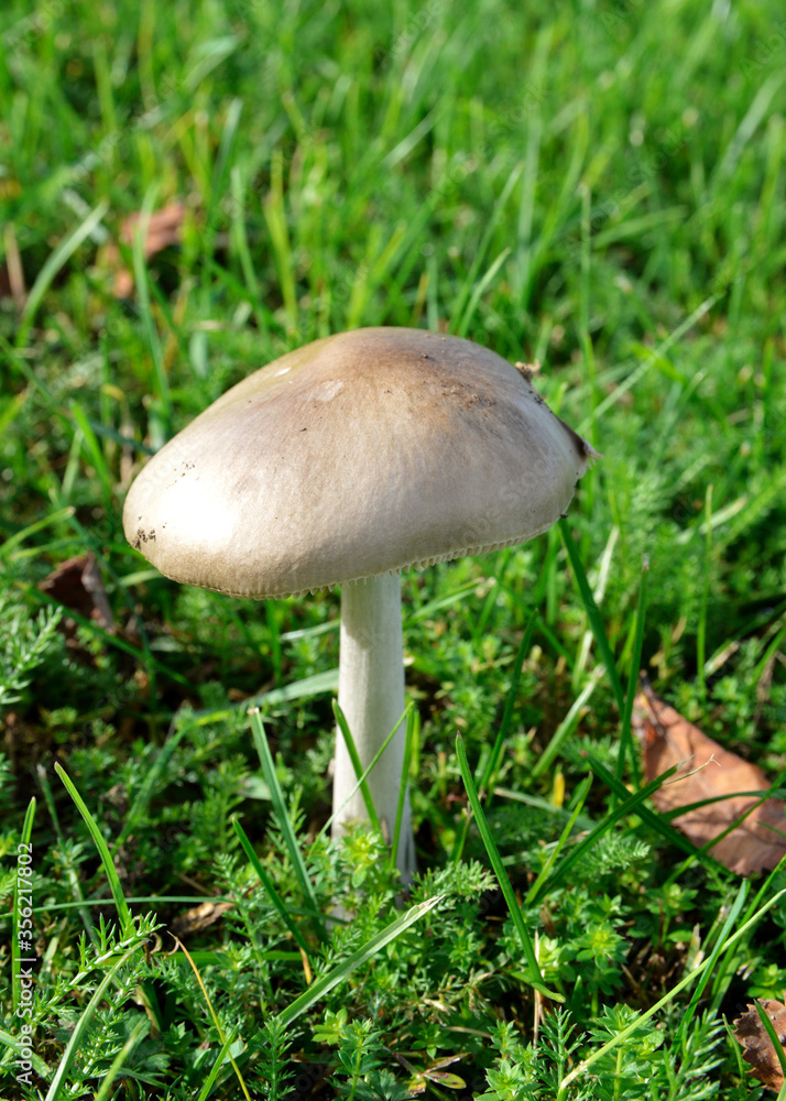 Mushroom in the grass during the fall. It’s an edible mushroom for cooking. Mushroom in the grass during the fall. It’s an edible mushroom for cooking.