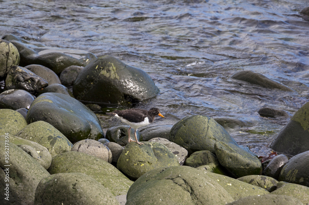 A young bird, an oystercatcher waiting for food. Seen in Iceland.