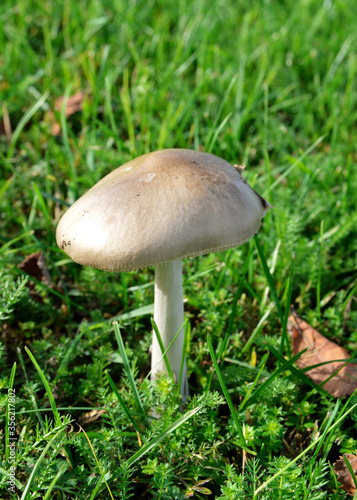 Mushroom in the grass during the fall. It’s an edible mushroom for cooking.