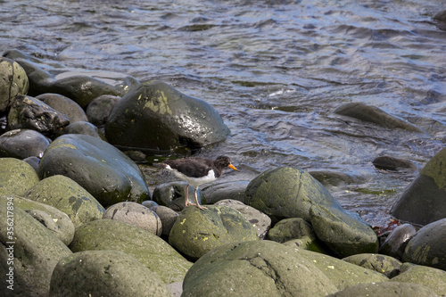 Obraz na płótnie A young bird, an oystercatcher waiting for food. Seen in Iceland. w salonie