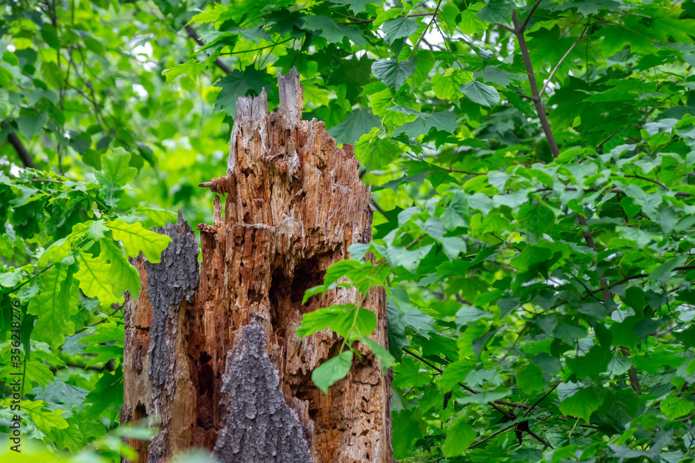 Obraz premium Part of the trunk of a dead tree eaten by bark beetles surrounded by greenery