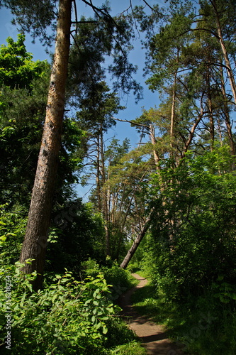 Forest path in the reserve Lokhin island.