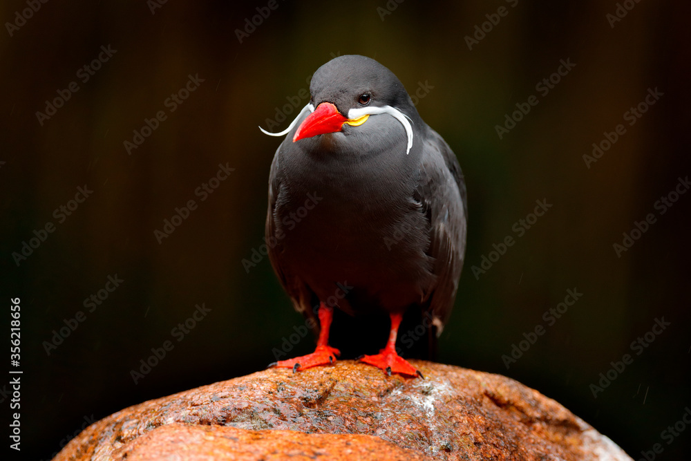 Obraz premium Inca Tern, Larosterna inca, bird on tree branch. Portrait of Tern from Peruvian coast. Bird in nature sea forest habitat. Wildlife scene from nature. Black bird with red bill from Peru.
