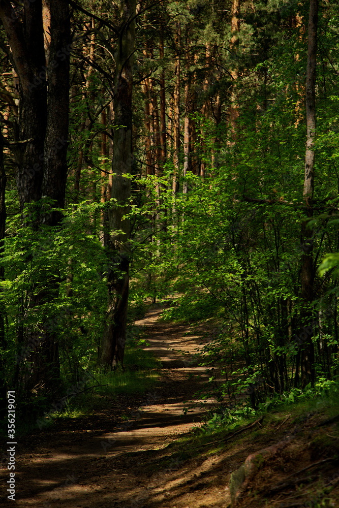 Fototapeta premium Forest path in the reserve Lokhin island.