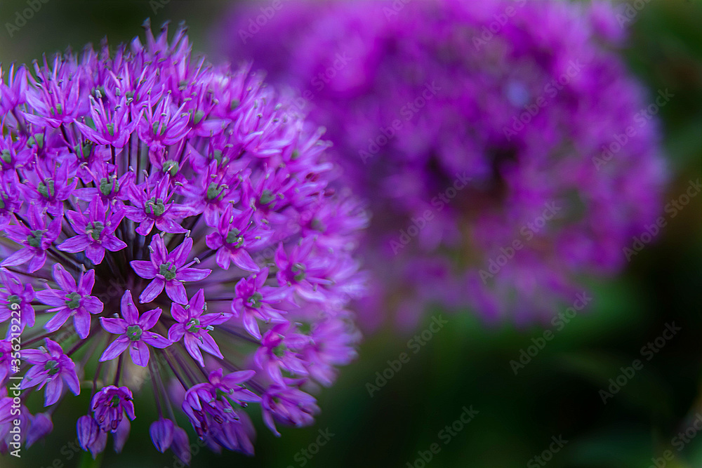 Alliums Alliums