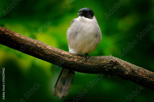 Black-headed sibia, Heterophasia desgodinsi, found in China, Laos and Vietnam. Its natural habitat is subtropical or tropical moist montane forests. Grey black bird sitting on the branch. photo