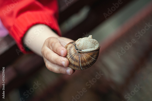 children's hand holds a snail and shows it to the camera photo