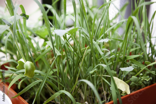 Birdseed plant