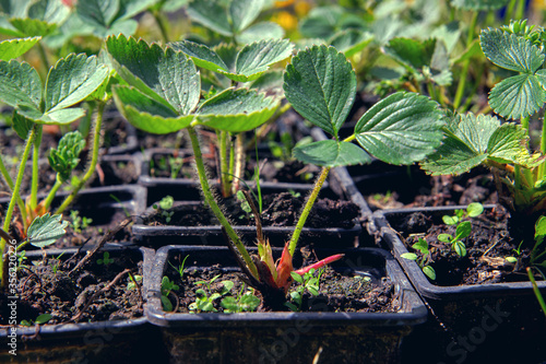 Fotografie, Obraz strawberry seedlings in pots growing in a garden nursery