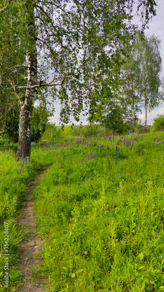 Obraz premium Landscape bacground in the spring season with path and trees