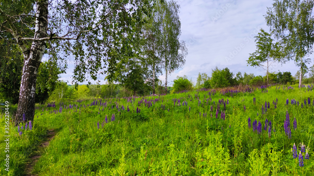 Landscape bacground in the spring season with path and trees Landscape bacground in the spring season with path and trees