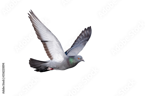 Fotobehang Flying pigeon. Isolated bird. White background.