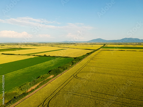 wheat and barley field seen from above