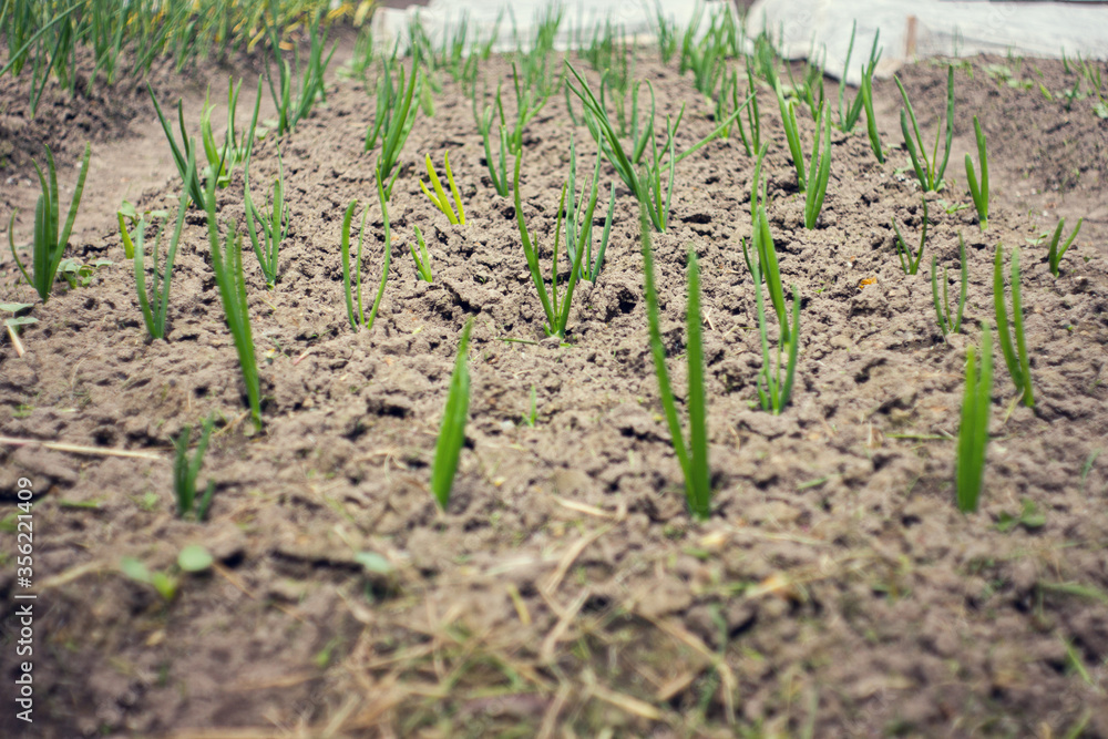 Onions growing in the garden in rows at open ground farm. Garden bed with onions, gardening and farming concept. agricultural landings Onions growing in the garden in rows at open ground farm. Garden bed with onions, gardening and farming concept. agricultural landings