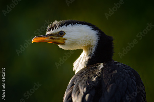 Little Pied Cormorant  Microcarbo melanoleucos  water bird from Australia. Detail portrait of cormorant with back sun light during evening. Wildlife scene from nature.