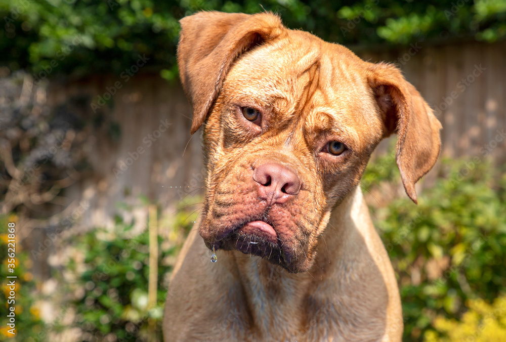 A head and shoulders portrait shot of Mabel, a one year old Dogue de Bordeaux (French Mastiff) bitch, making the most of beautiful weather in the garden during the Covid-19 isolation in the UK. 