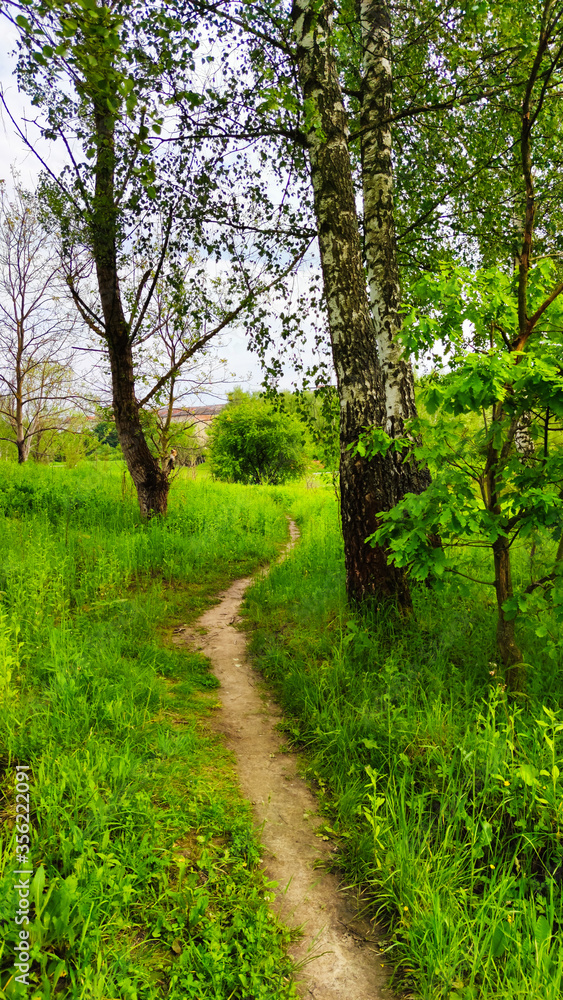 Fototapeta premium Landscape bacground in the spring season with path and trees