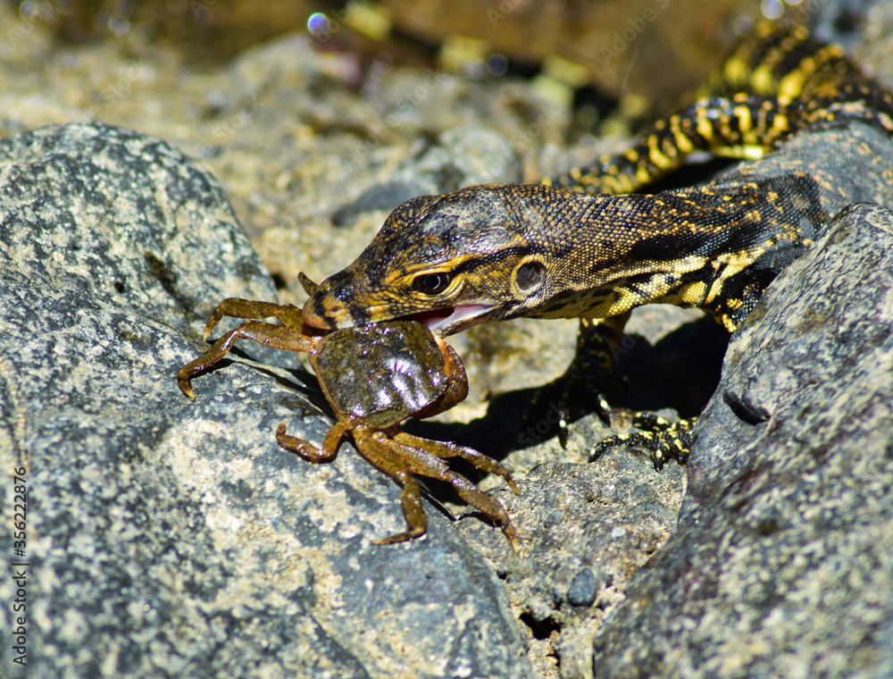 Asian Water Lizard Hunting a Crab, Varanus Salvator, Bali Island, Bali, Indonesia Asian Water Lizard Hunting a Crab, Varanus Salvator, Bali Island, Bali, Indonesia
