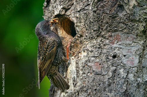 Starling spring nesting in tree nest hole. European Starling, Sturnus vulgaris, dark bird in beautiful plumage with food, animal in the nature habitat in the nature, Germany.