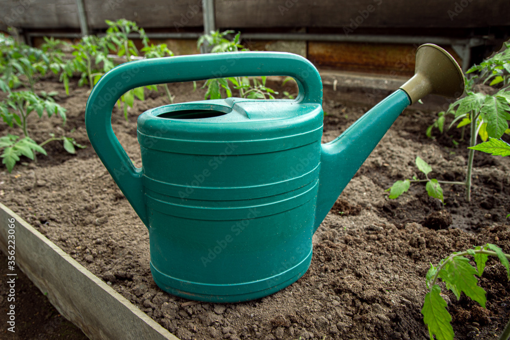 Green watering can in greenhouse with growing tomato plants, own small plantation to grow healthy ecological vegetables Green watering can in greenhouse with growing tomato plants, own small plantation to grow healthy ecological vegetables
