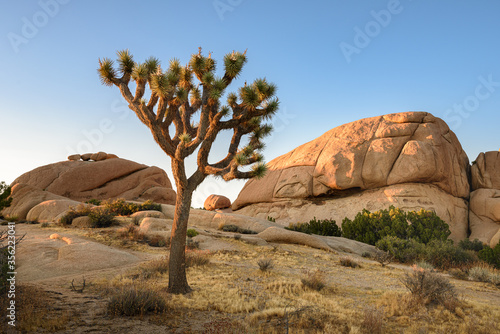 Foto Joshua Tree National Park, Mojave Desert, California