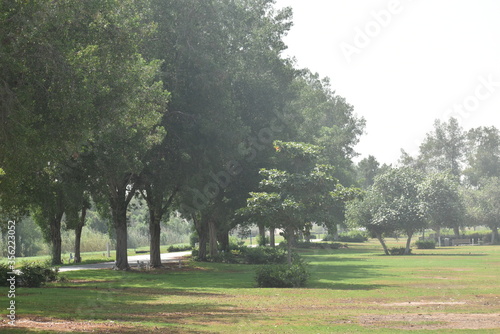 Tree in field.Yas gate south park.