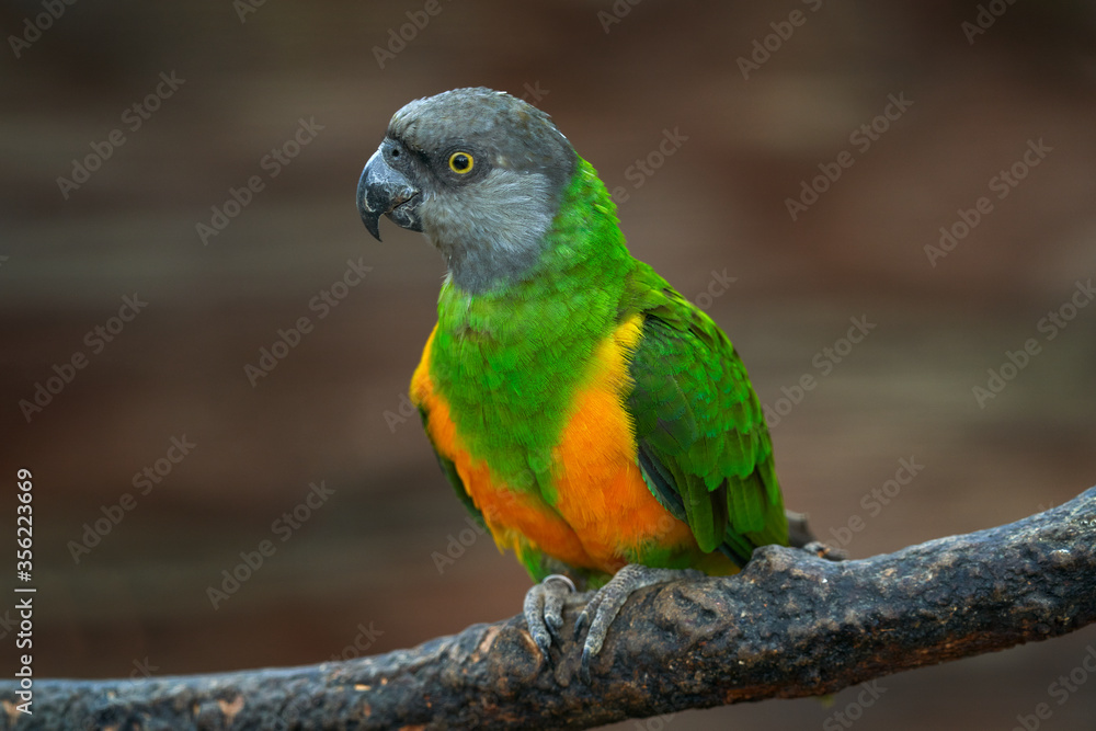 Senegal parrot, Poicephalus senegalus, yelow bird with grey head, siting on the branch, in nature habitat. Parrot in the African forest. Bird from Senegal, Africa wildlife. Senegal parrot, Poicephalus senegalus, yelow bird with grey head, siting on the branch, in nature habitat. Parrot in the African forest. Bird from Senegal, Africa wildlife.