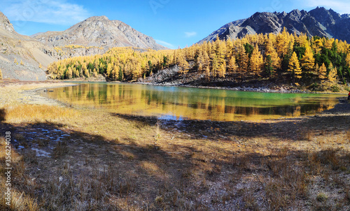 Magnificent views of the high turquoise lake and mountains covered with yellow larch forest, autumn Siberia, Altai.