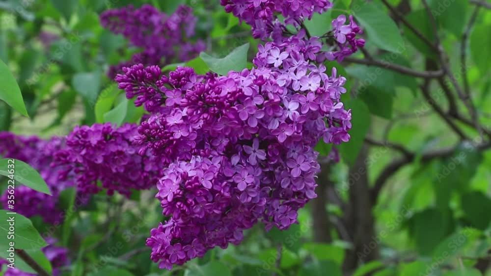 Purple lilac branch in garden in sunny day. Side view, close up. Purple lilac branch in garden in sunny day. Side view, close up.